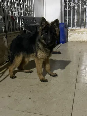 كاب جيرمن عمر 7 شهور اعلى مستويات الأردن king size