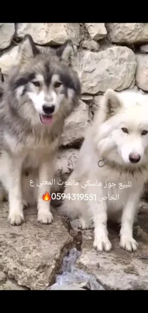 كلب  للبيع عمرهن سنه ونص الانثى  لونه ابيض وذكر الونه اسود وا ابيض