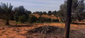 Farm Land for Sale in Tripoli Gasr Garabulli