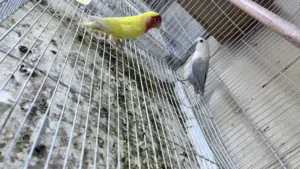 طيور مختلفة الوصف مهم