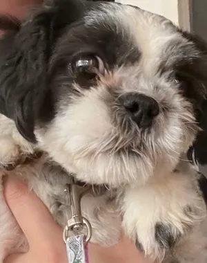 Shih Tzus1