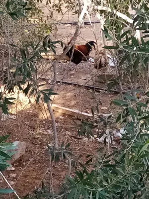 ديوك ودجاج عربي