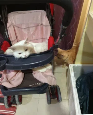 Cats for adoption