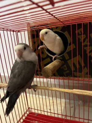روز ذكر وأنثى للبيع شوف الوصف