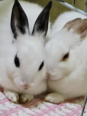 2 Rabbits (doe) 4months old