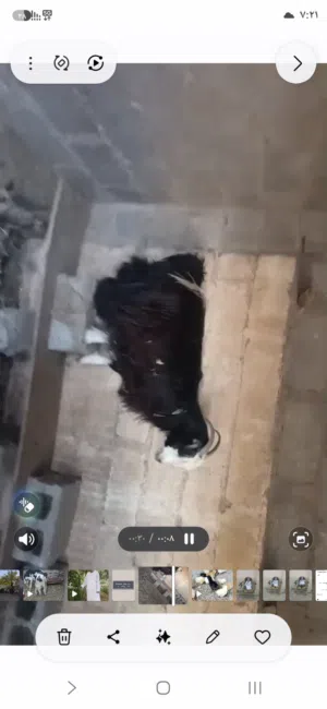 للبيع شاه سمينه فول