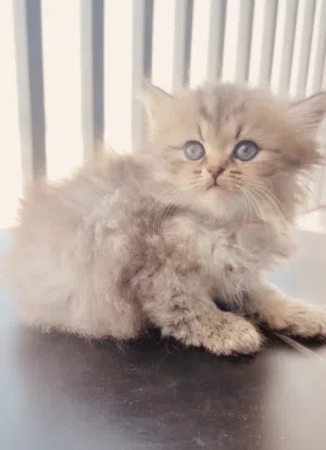 نعومه وفخامة السكوتش /Luxury Scottish kitten