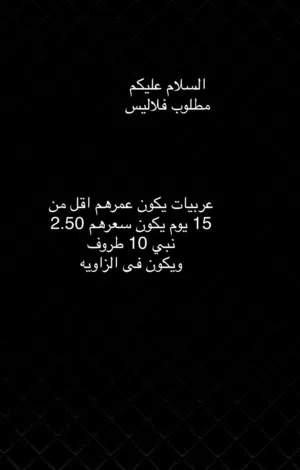 مطلوب فلاليس