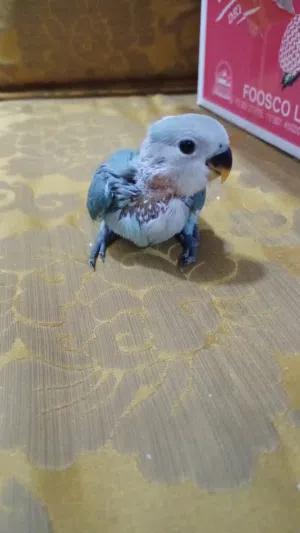 فروخ روز للبيع في البحرين بصحه ممتازه