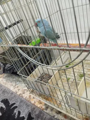 ببغاء للبيع