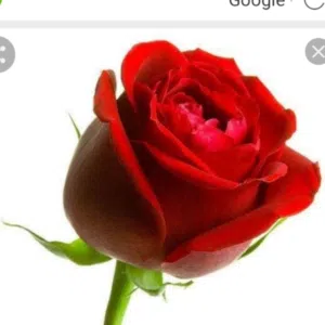 سعيد الخوالدة