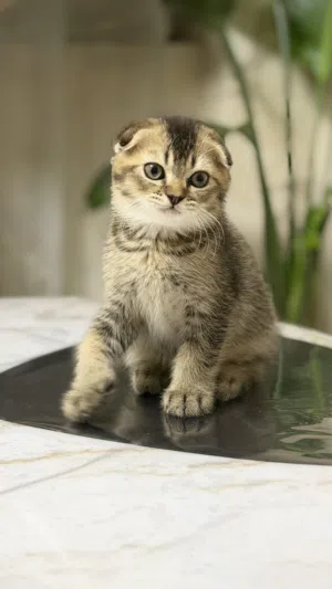 Pure Scottish fold