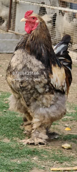 بيض براهما جاهز للتفقيس