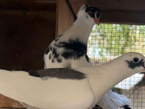 Pigeon Available for sale
