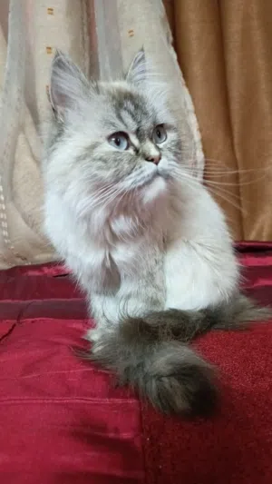 قطة انثى نوع هملايا