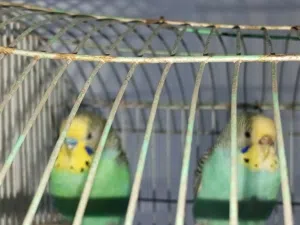 جوز حب شغال  حقه13 او للبدل علي جوز حب تحتيه فراخ ودفع فراقيه