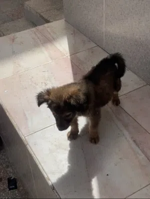 احلي جراويه ملينو نتايه للبيع