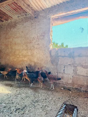 ‏دجاج‏0