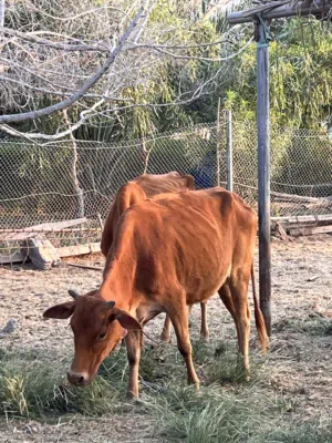 ابقار عمانيات