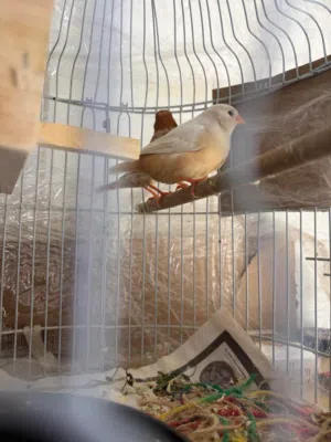 jumbo finches