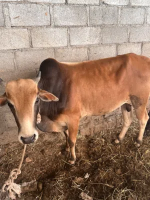 ثور وعجلات سمان لتربيه او لذبح