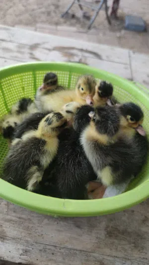 baby ducks available Good and healthy