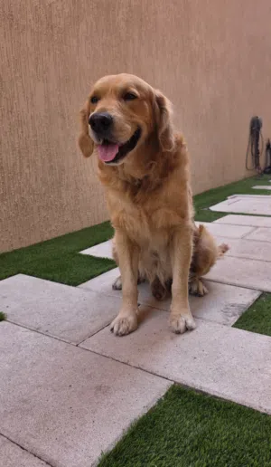 Purebred Golden Retriever is looking for a loving family