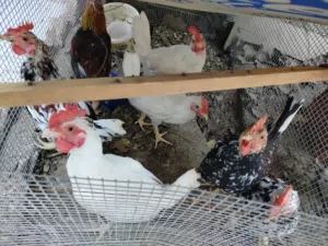 6ديوجه مع دجاجه كافه