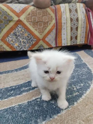 5 persian cats 45days old two male and 3 female price per cat 30 bd