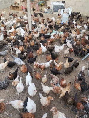 نحن نبيع الدجاج العماني، لأي استفسار، يرجى التواصل على هذا الرقم: