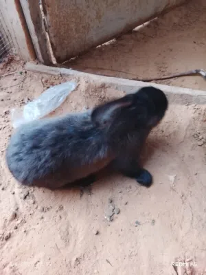 انتايه سيامي لليبع