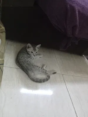 this 3 kittens with a mother need new home to live with.