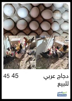دجاج عربي للبيع