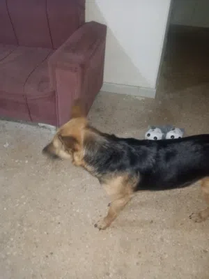 كلبه انثي العمر سنه جيرمان شيبرد نظيفه واليفه