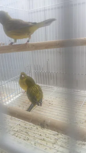 طيور كناري ذكور واناث