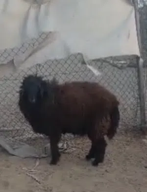 كبش تهجين كشميري للبيع