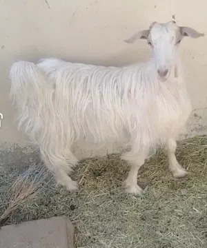 شاه من حلال الجواميد  عمر تقريبا سنه حلال طيب وفاخر