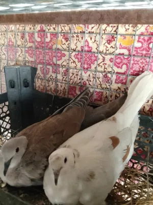 حمام راعبي للبيع