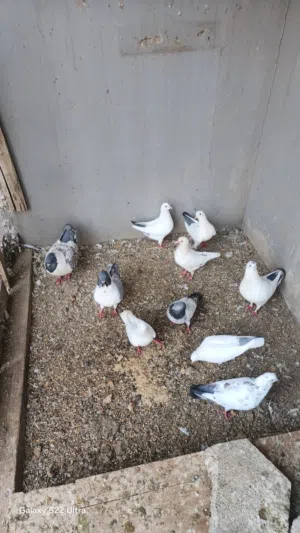حمام المدينه
