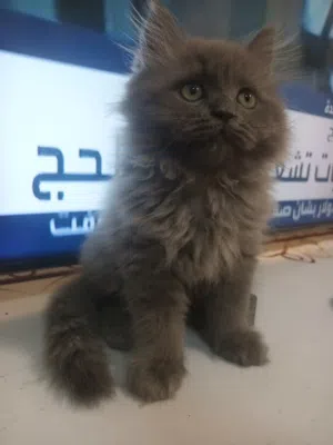 قط بيرتيش لونج هير