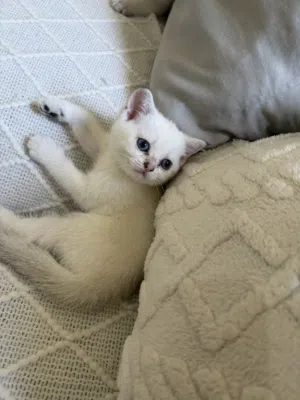 small scotch white cats