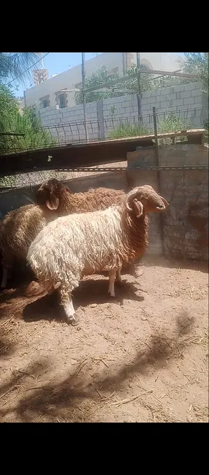 ‏غنم‏1
