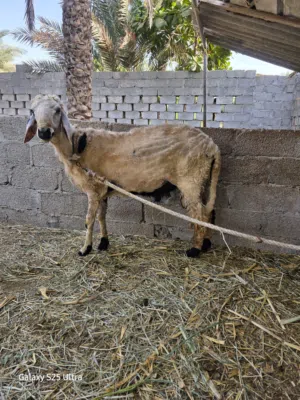 كبش للبيع سمين وراهي