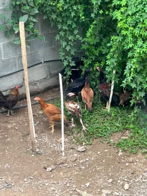 دجاج باكستانيات متنوعة عمر 6 اشهر