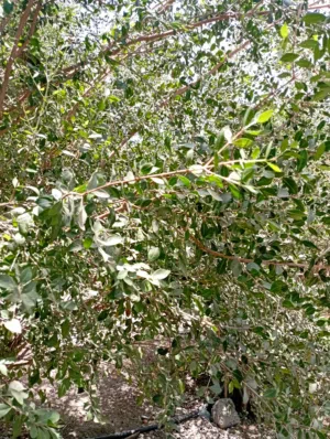 حناء عماني اخضر