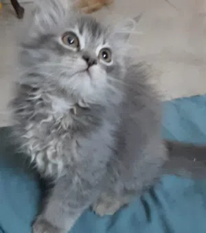 بيع قط صغير لطيف