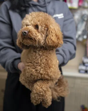 بودل ..ذكر ..مميز بسعر مغري جدا ..جميع اللقاحات اللازمه وجرعه الدود ومايكروشيب