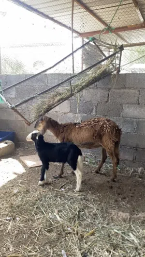 جاعده سودانيه تحته كبش فرصه الي يبغا حال تربيه