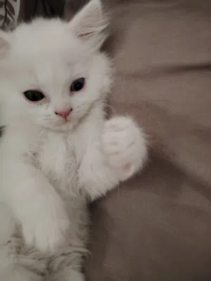 قطه للبيع من سلاله الخاو ماني النادرة