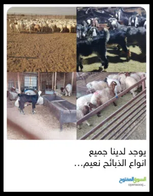 يوجد لدينا جميع انواع الذبايح حري هرفي نعيمي حري سواكني مرابي رفيدي مرابي